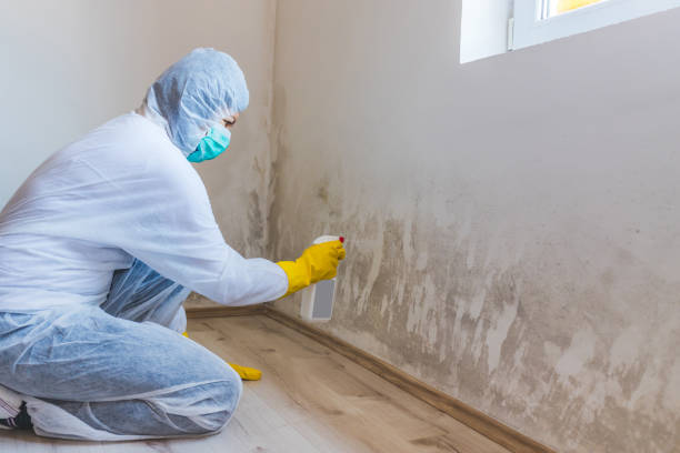 Best Basement Mold Removal  in Hitchcock, TX